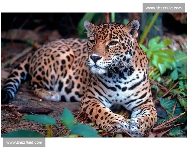 美洲虎与老虎的实力对比 谁才是真正的丛林之王